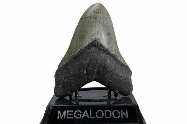 Serrated, Fossil Megalodon Tooth - North Carolina #379221